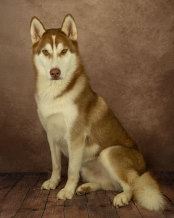 Odin