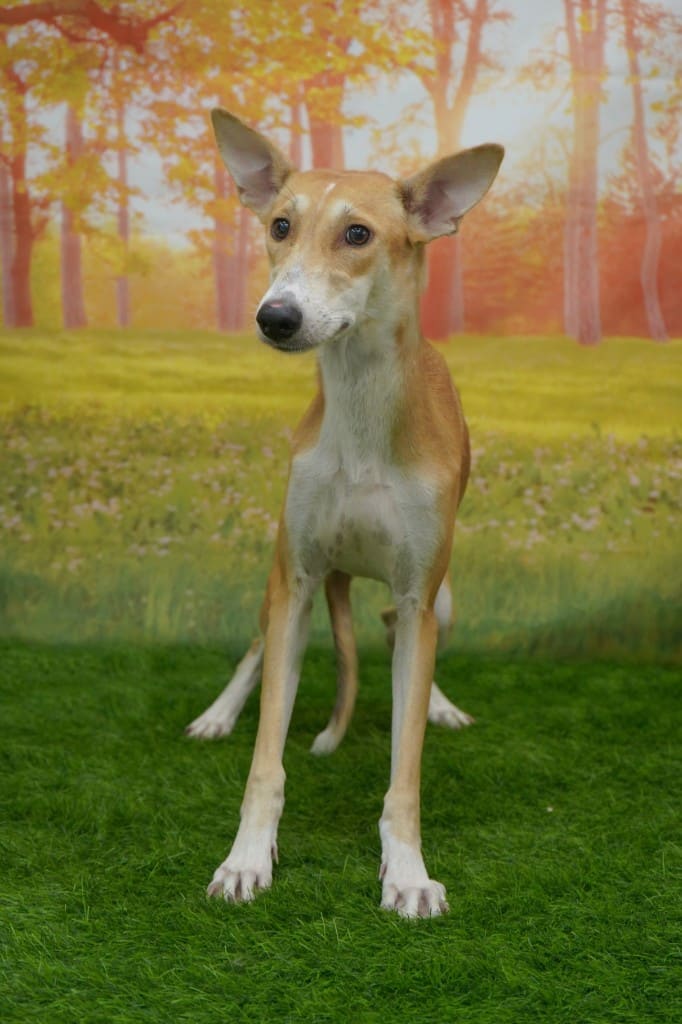 Bambi