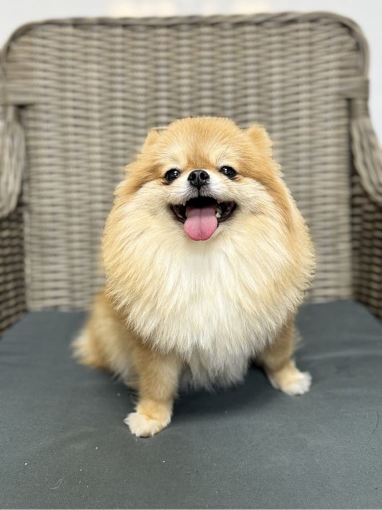 Bella