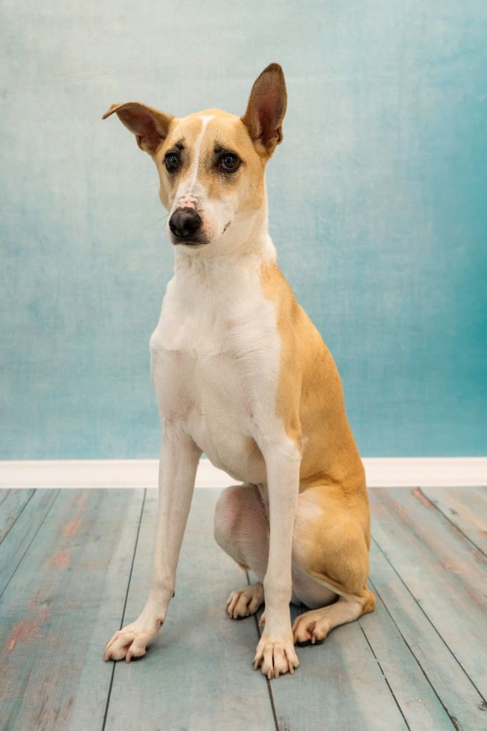 Max
