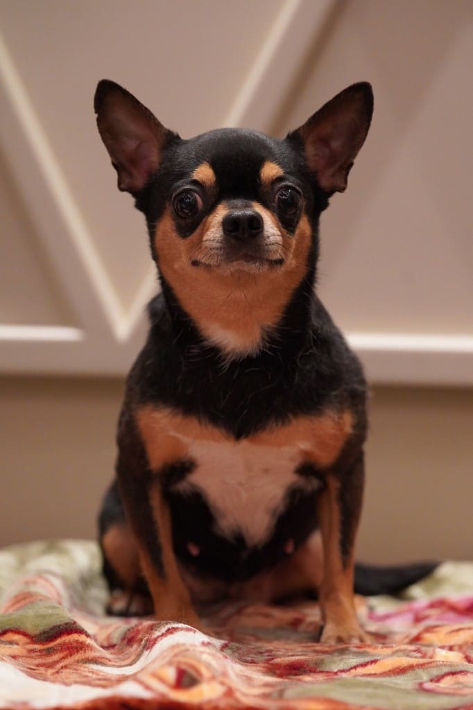 Jolie