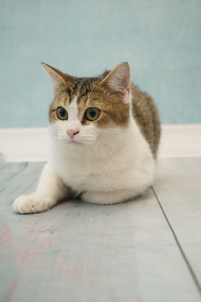 Oscar